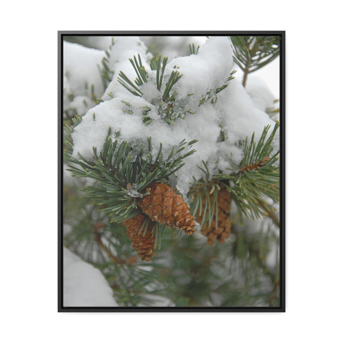 Snowy Fir Cones Gallery Canvas Wraps Framed