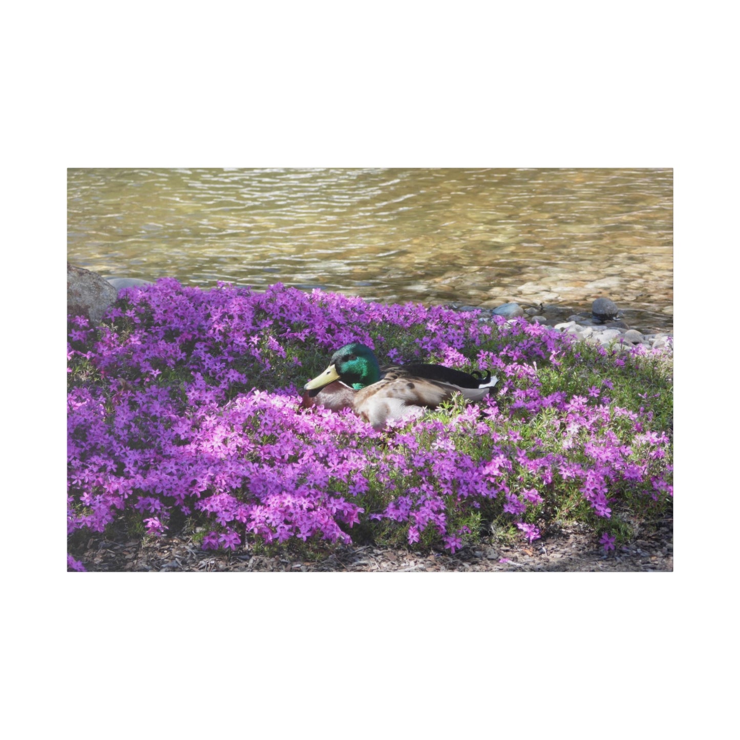 Duck Resting In Flowers Matte Canvas