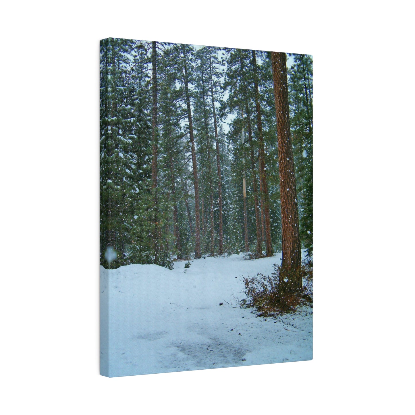 Snowfall Matte Canvas