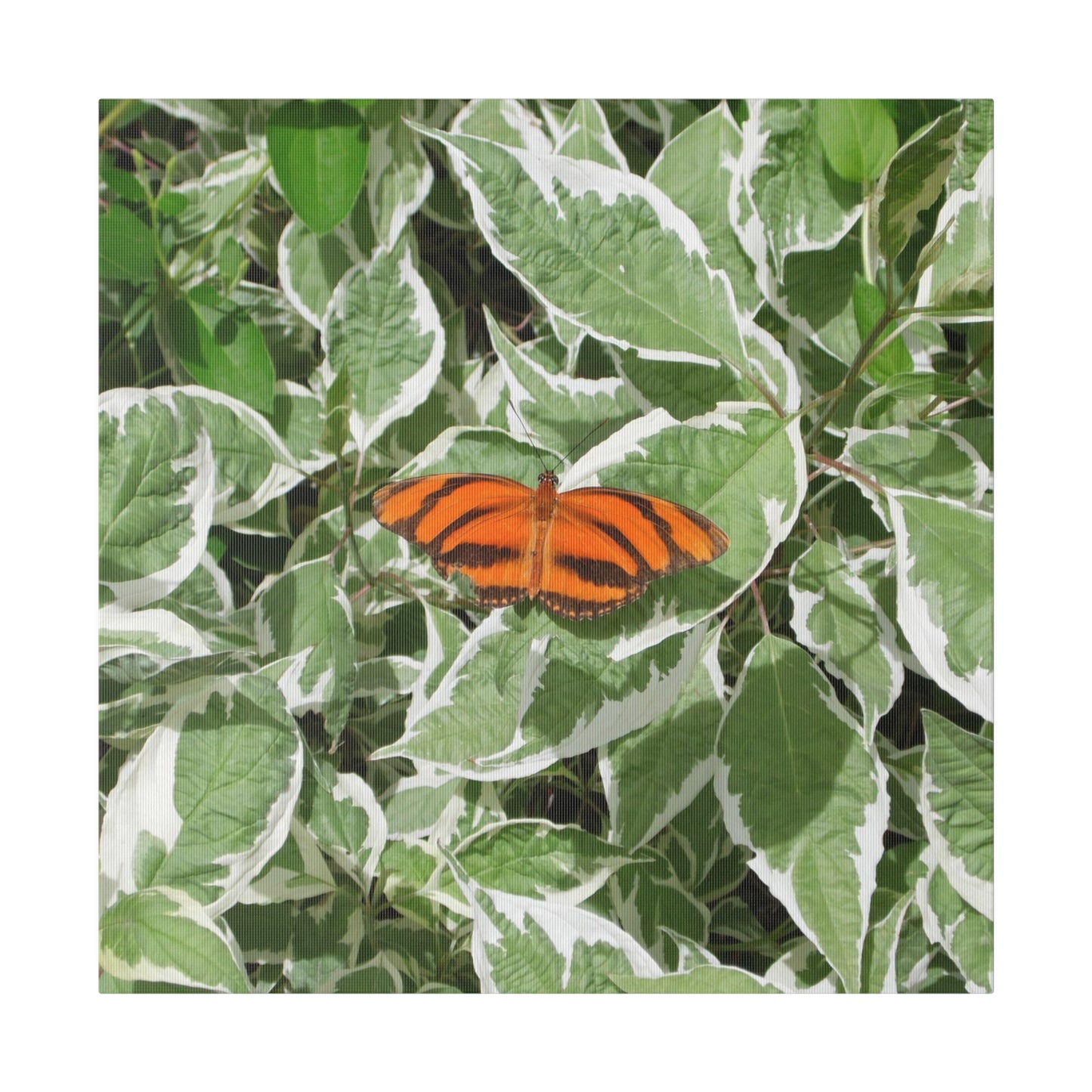 Leaves & Butterfly Square Matte Canvas