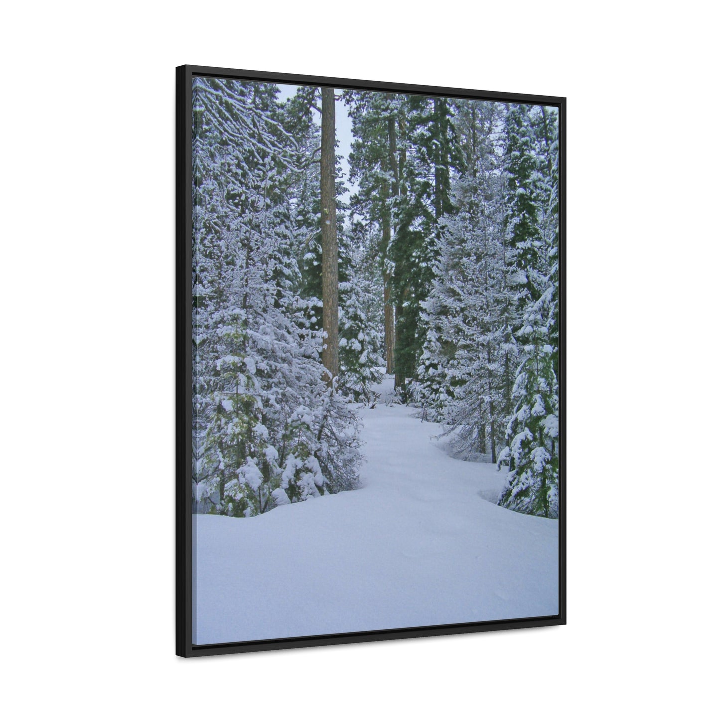 Snowy Woods Gallery Canvas Wraps Framed