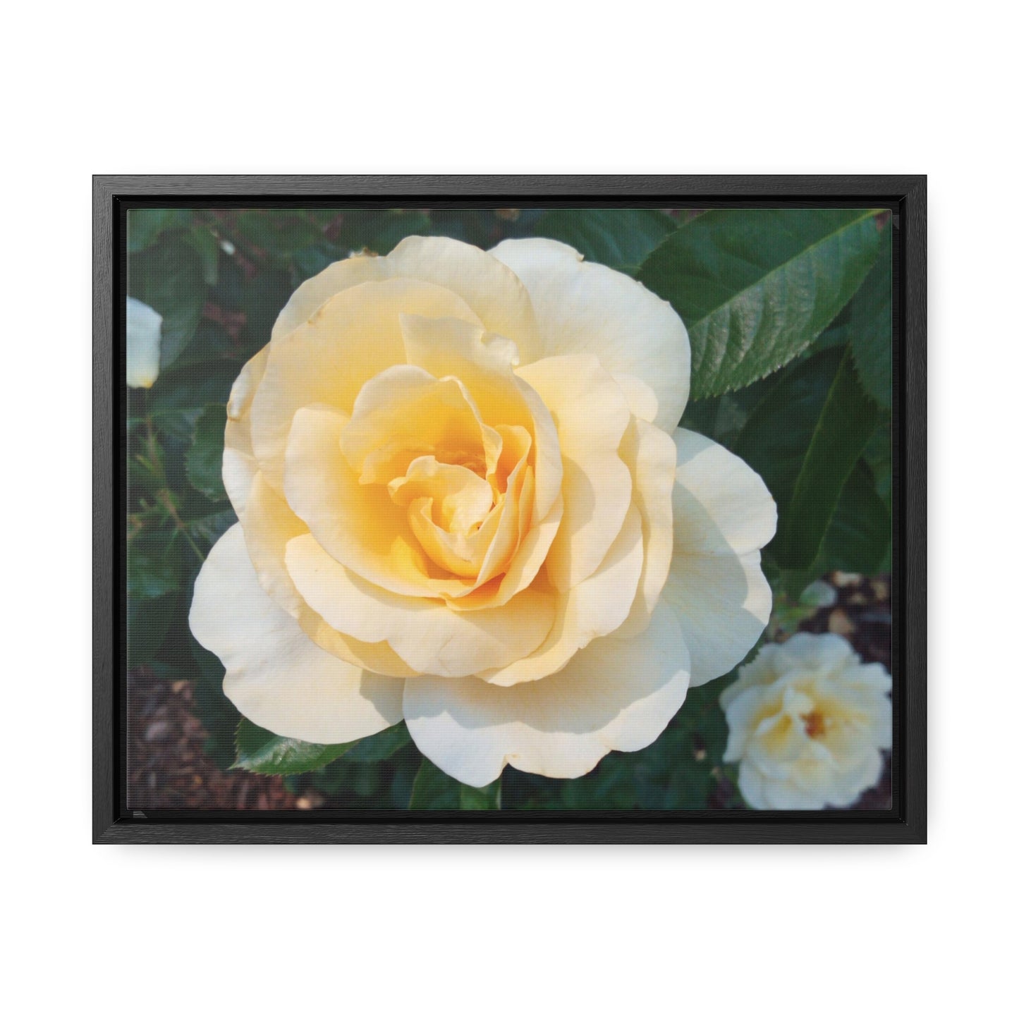 Cream Rose Gallery Canvas Wraps Framed