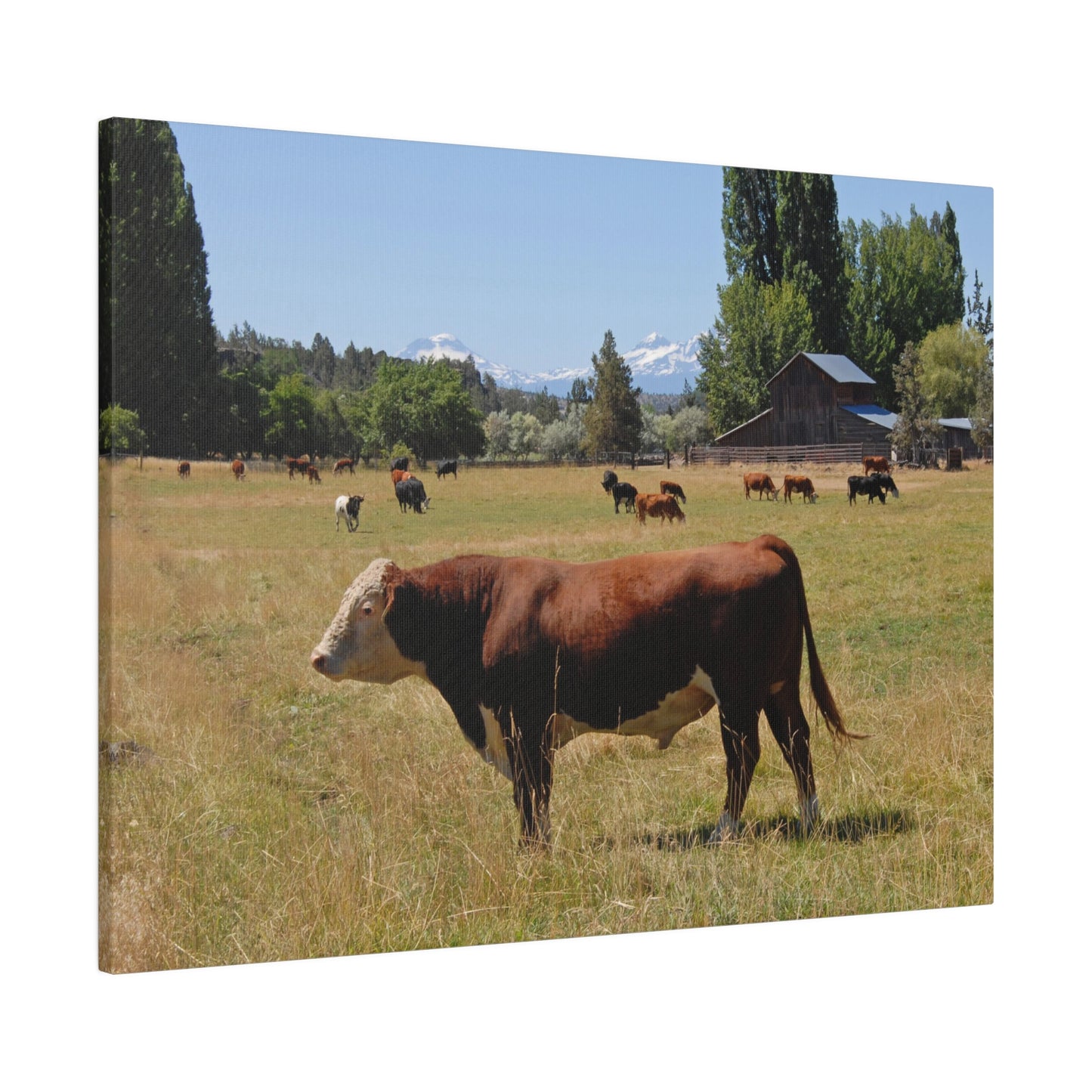 King Of The Pasture Matte Canvas