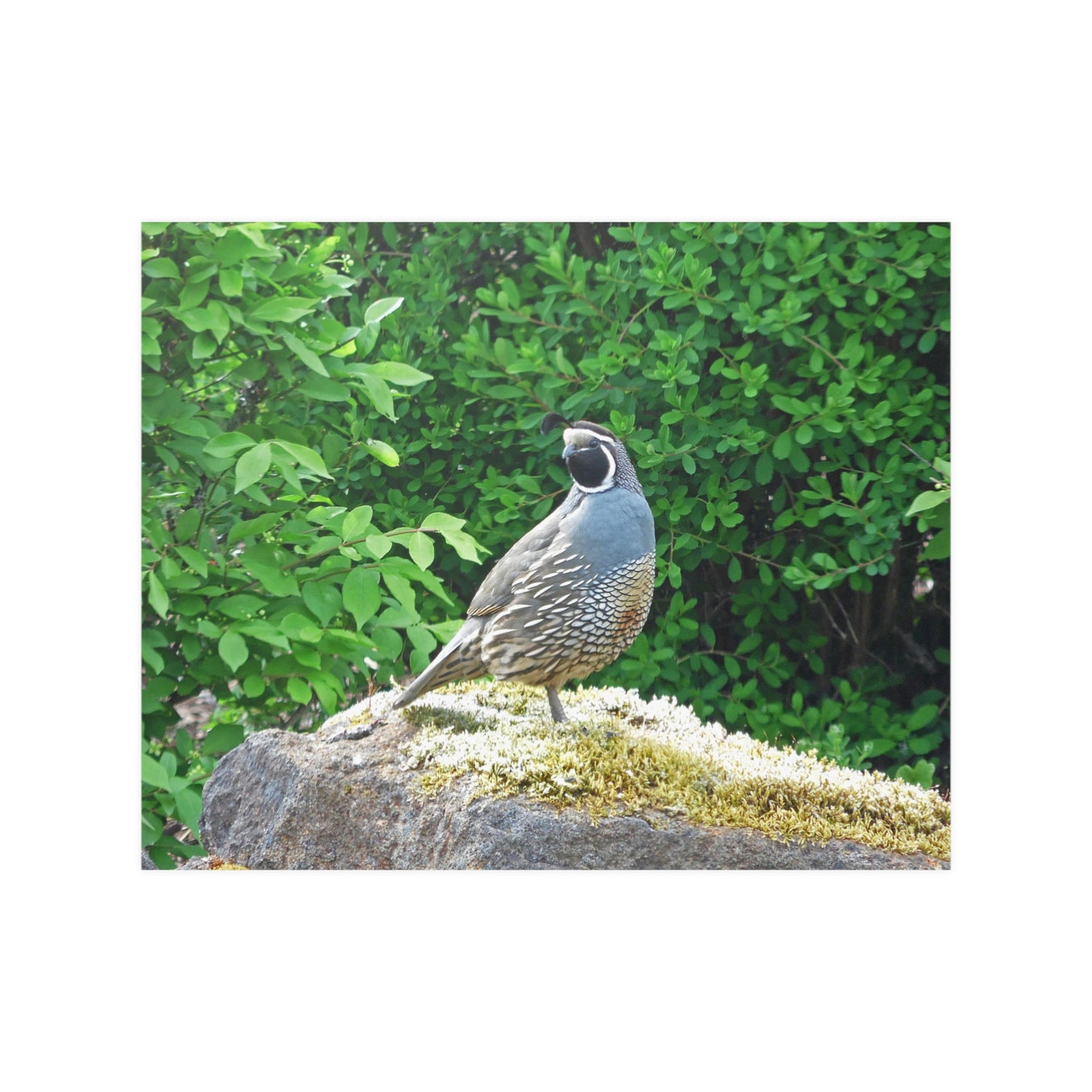 Regal Quail Satin Posters