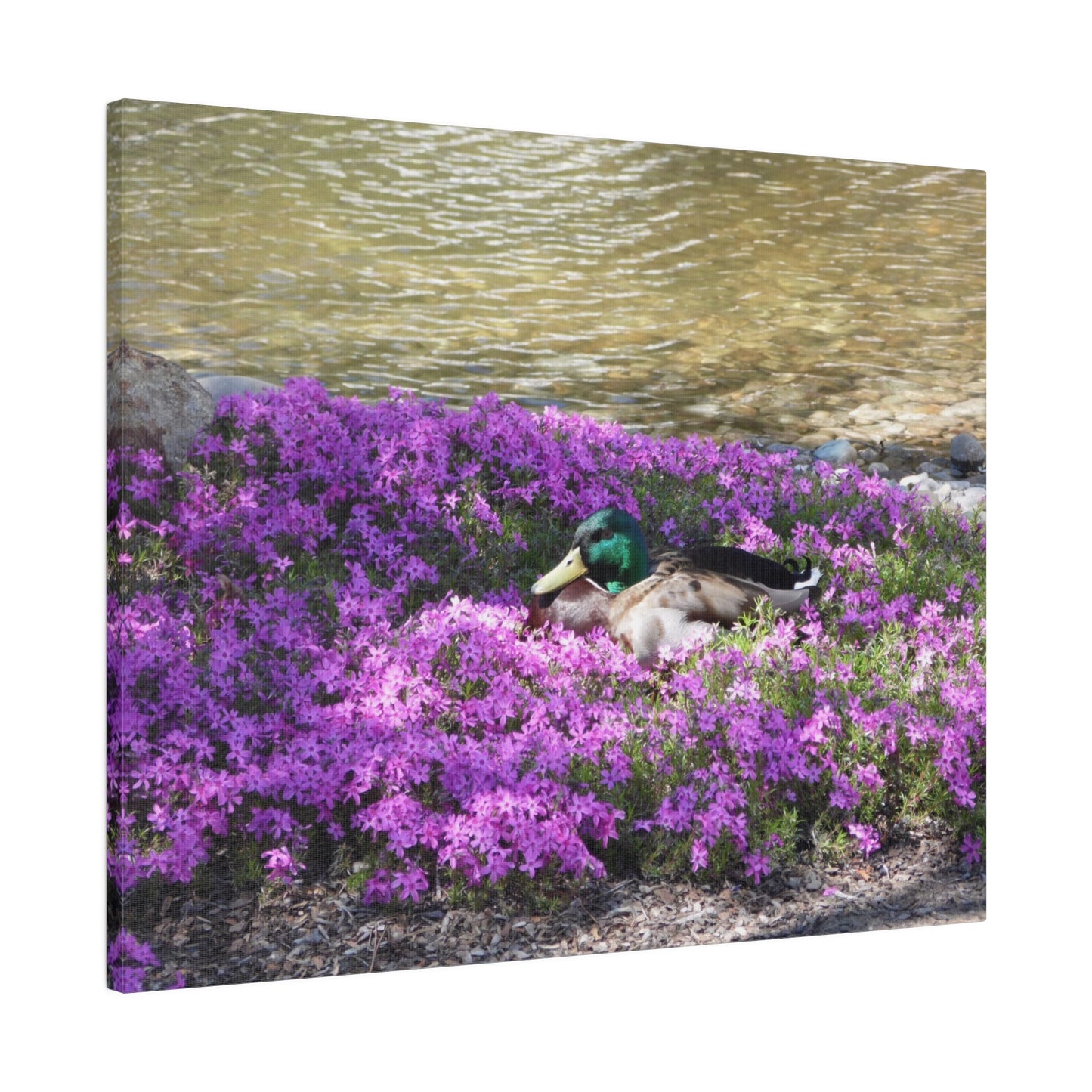 Duck Resting In Flowers Matte Canvas