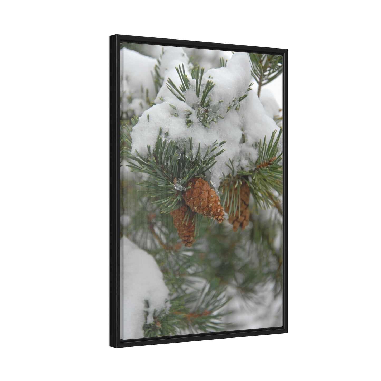 Snowy Fir Cones Gallery Canvas Wraps Framed