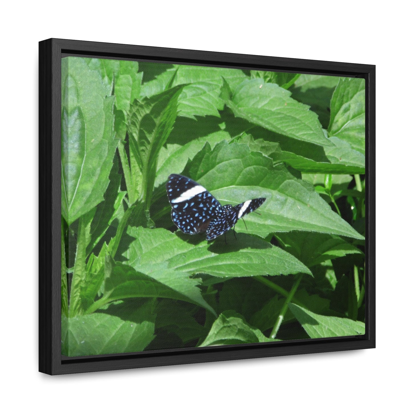 Sapphire Butterfly Gallery Canvas Wraps Framed