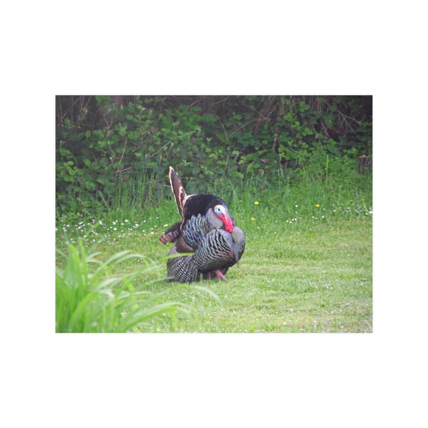 Turkey Trot Satin Posters