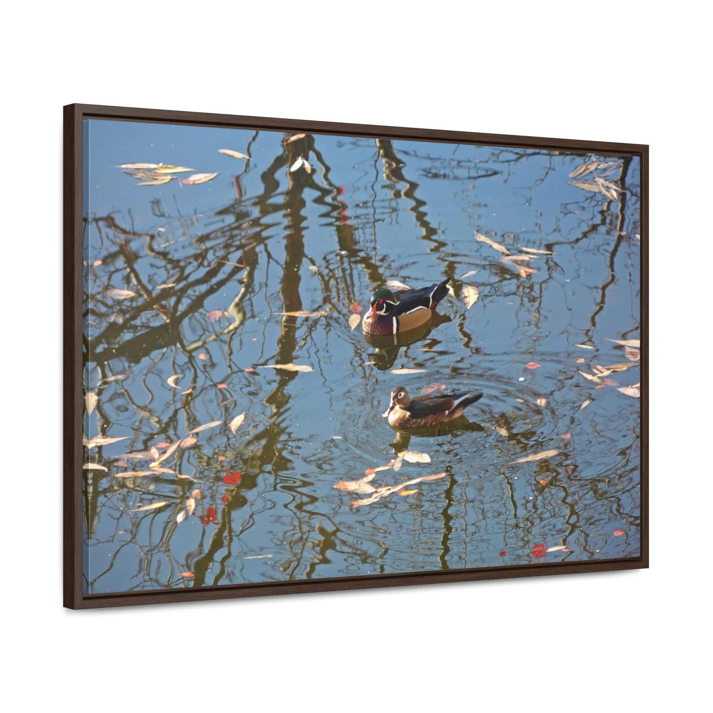 Wood Duck Couple Gallery Canvas Wraps Framed