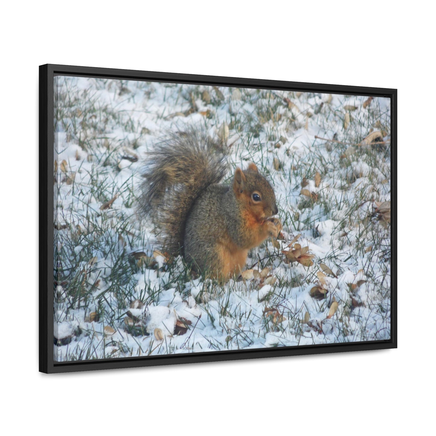 Winter Squirrel Gallery Canvas Wraps Framed