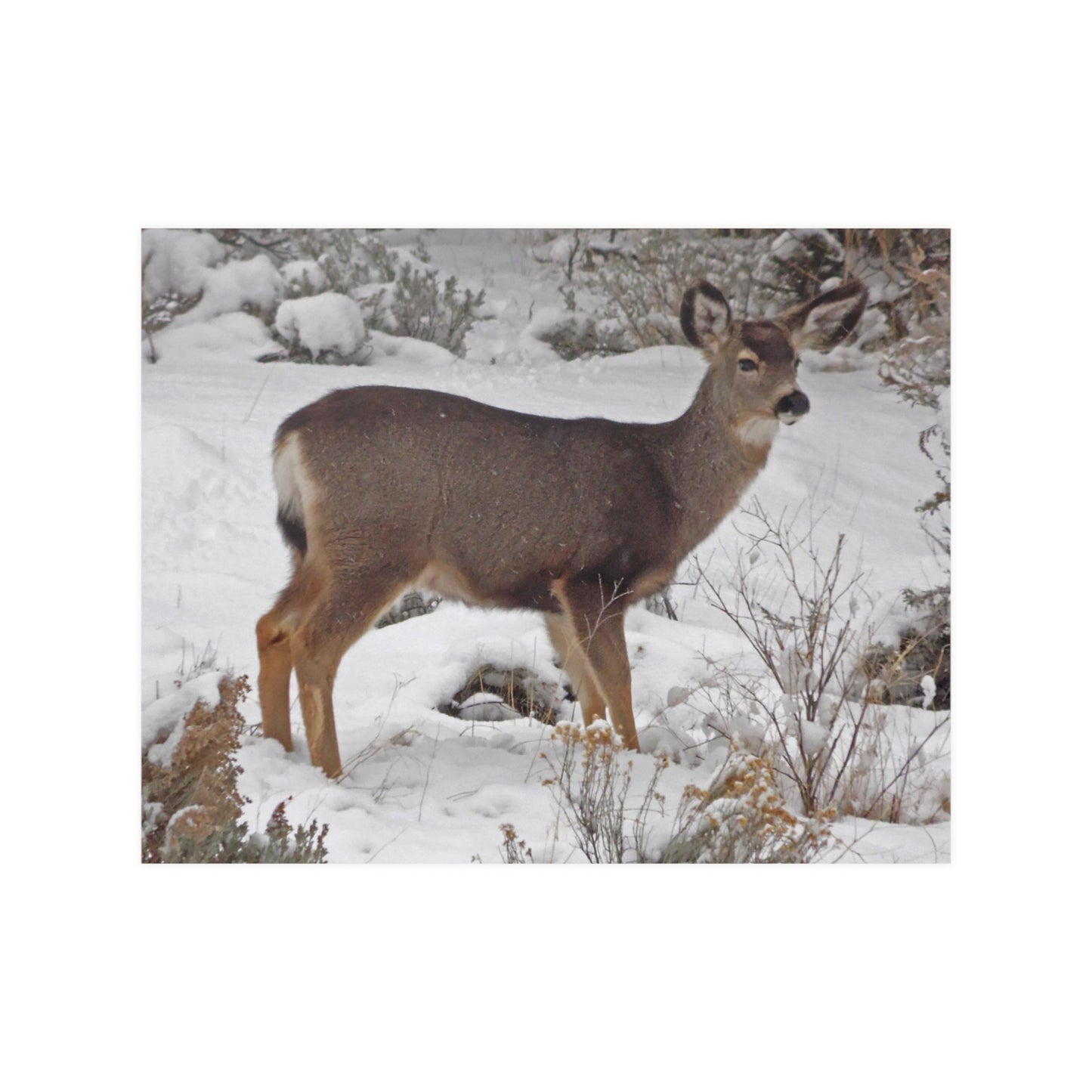 Snowy Deer Satin Posters