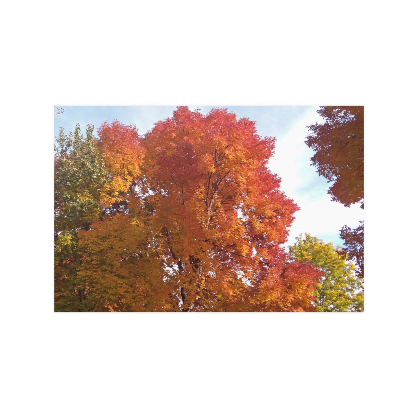 Autumn Radiance Satin Posters