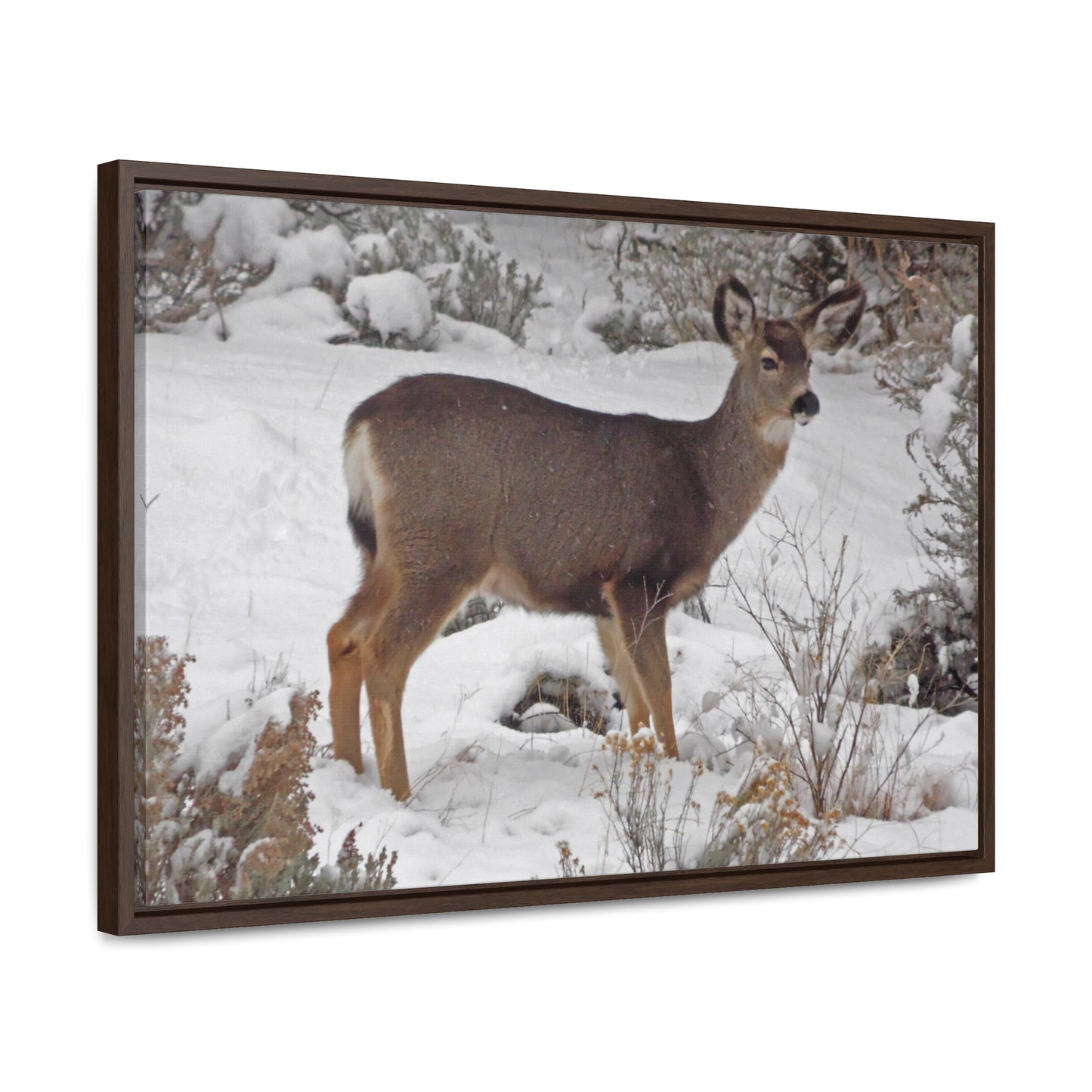 Snowy Deer Gallery Canvas Wraps Framed