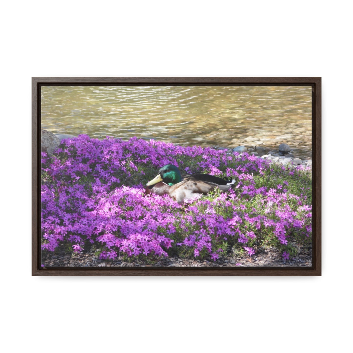 Duck Resting In Flowers Gallery Canvas Wraps Framed