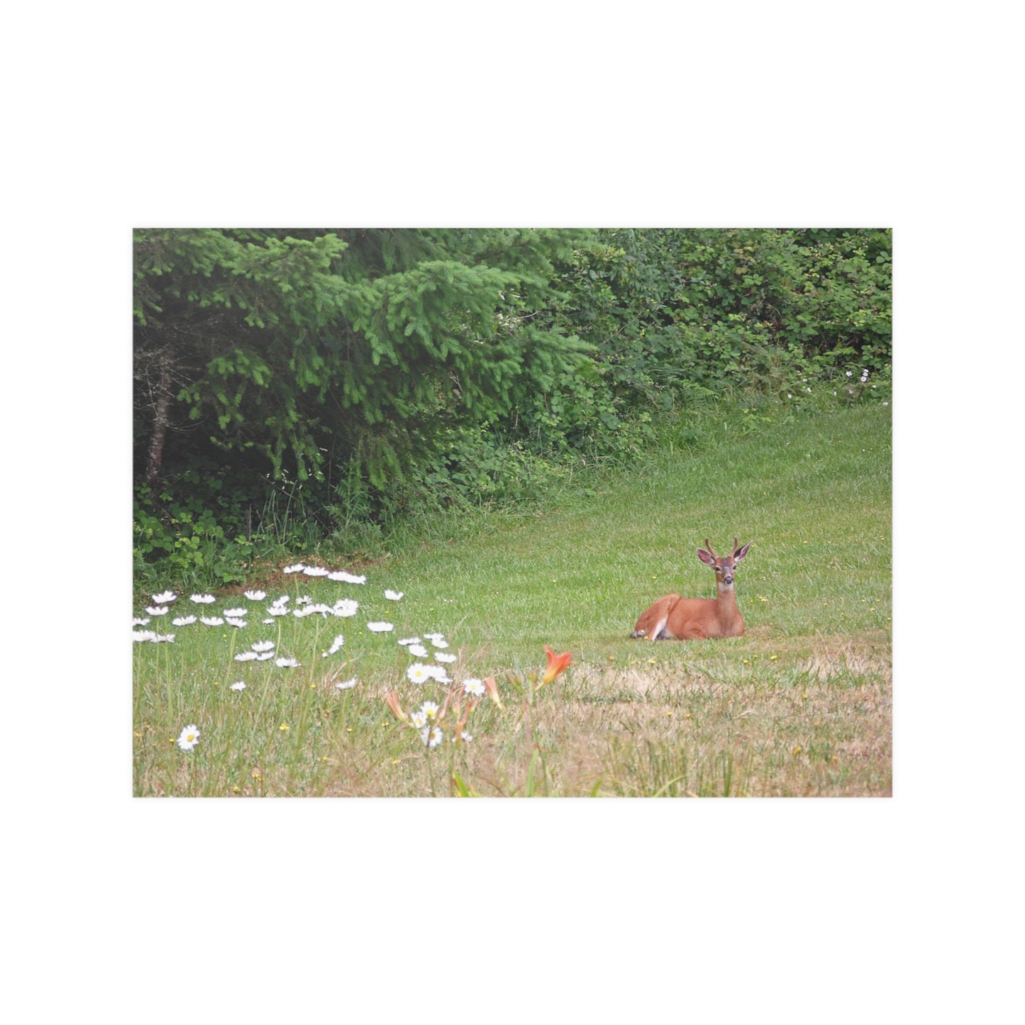 Peace In The Meadow Satin Posters