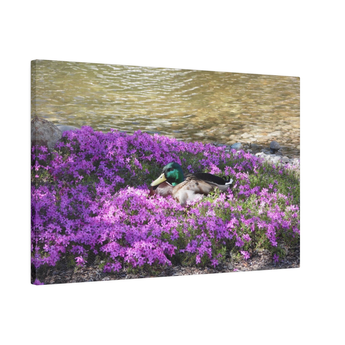 Duck Resting In Flowers Matte Canvas