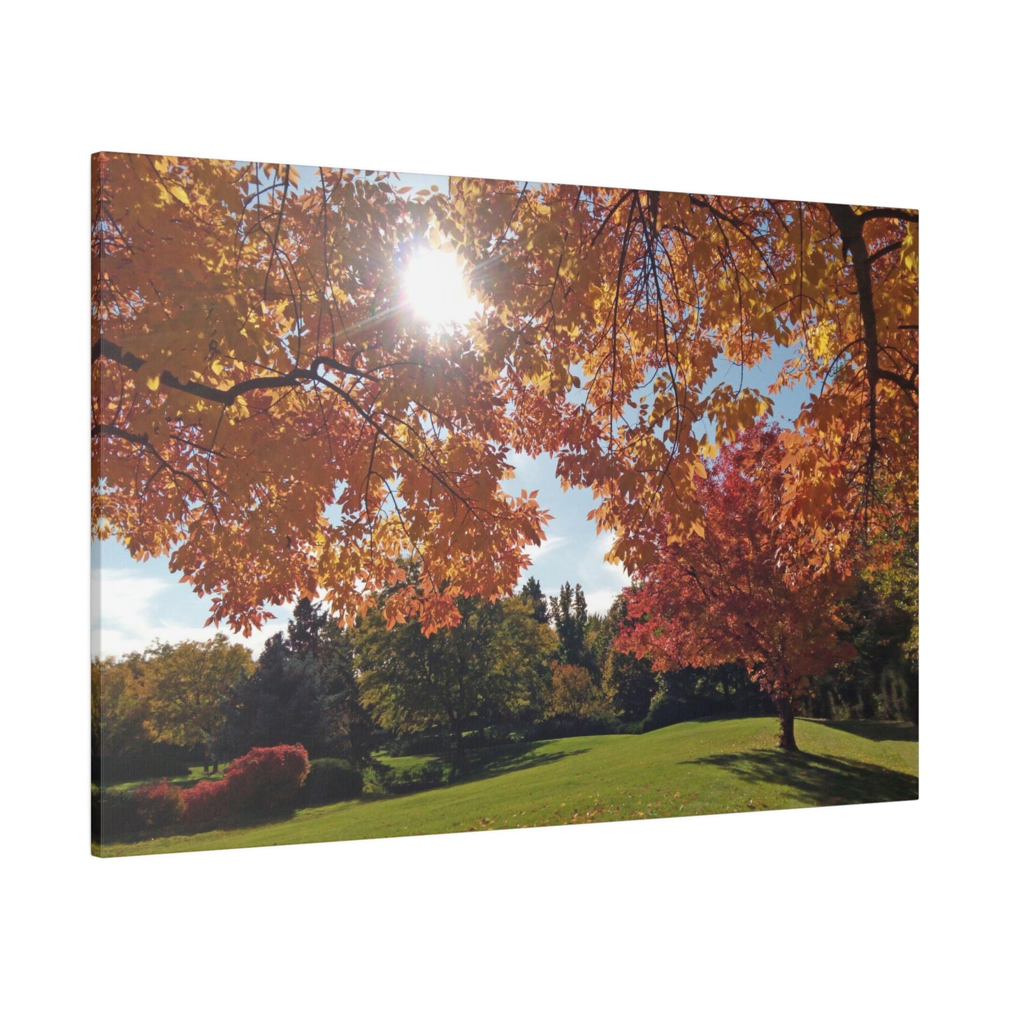 Autumn Light Matte Canvas