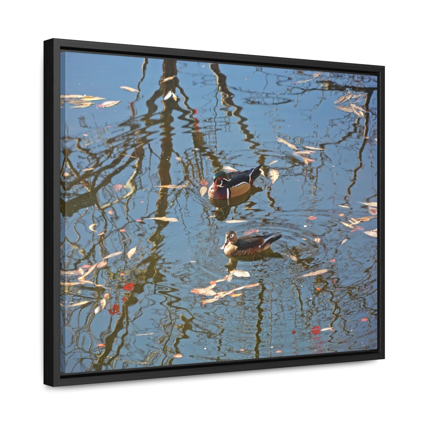 Wood Duck Couple Gallery Canvas Wraps Framed