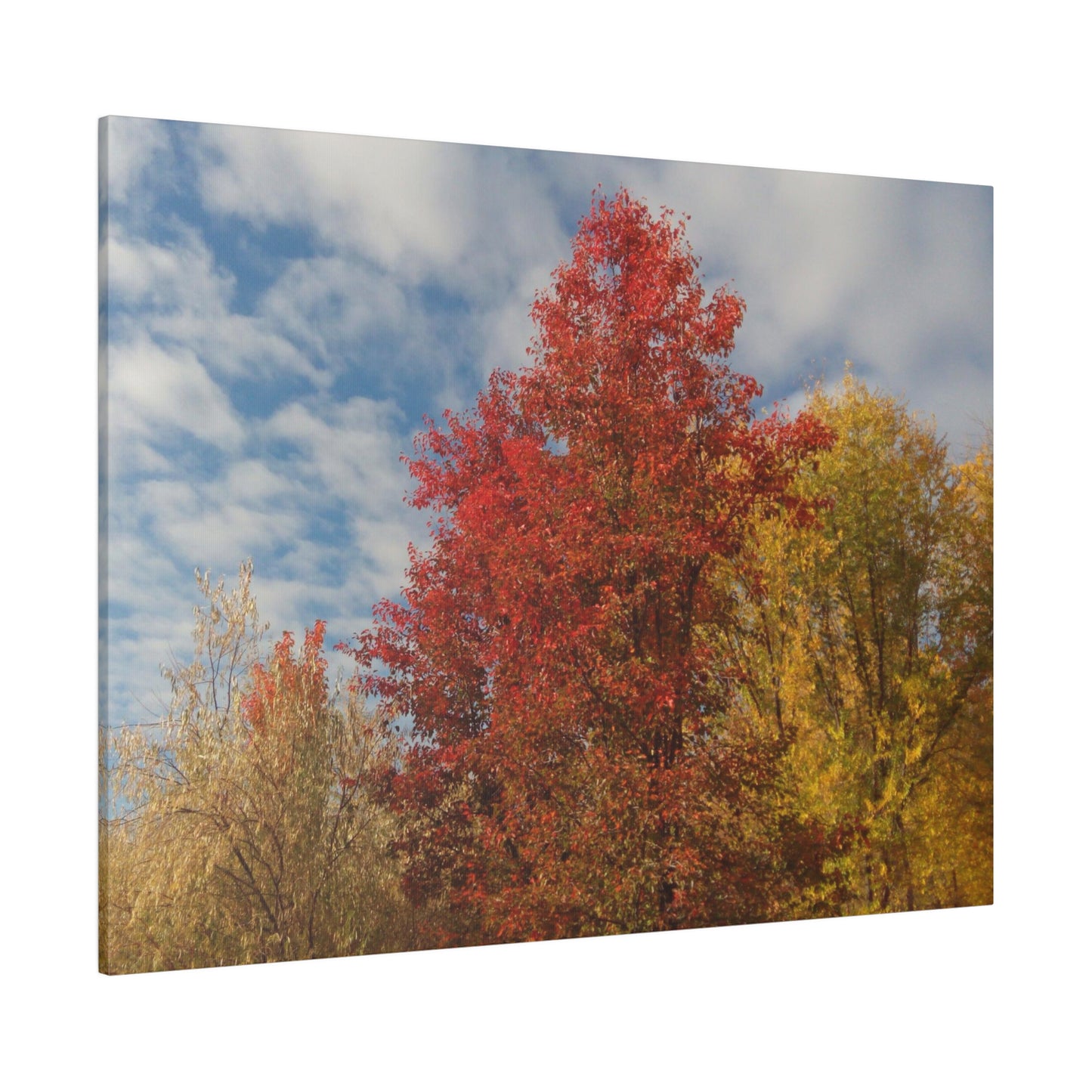 Autumn Sky Matte Canvas