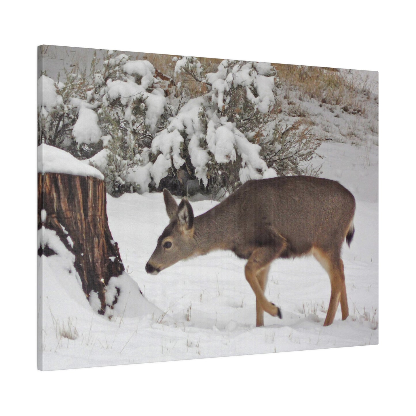 Winter Deer Matte Canvas