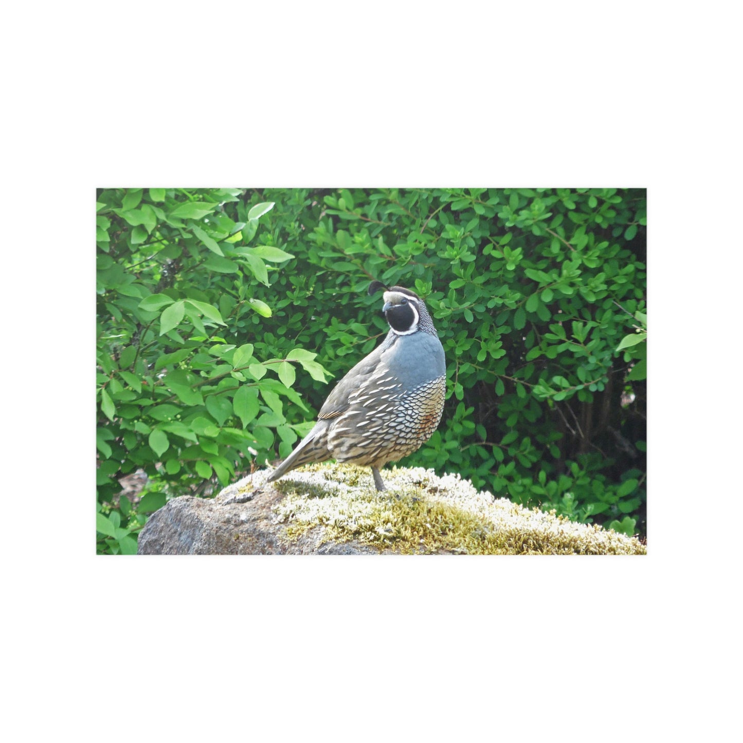 Regal Quail Satin Posters