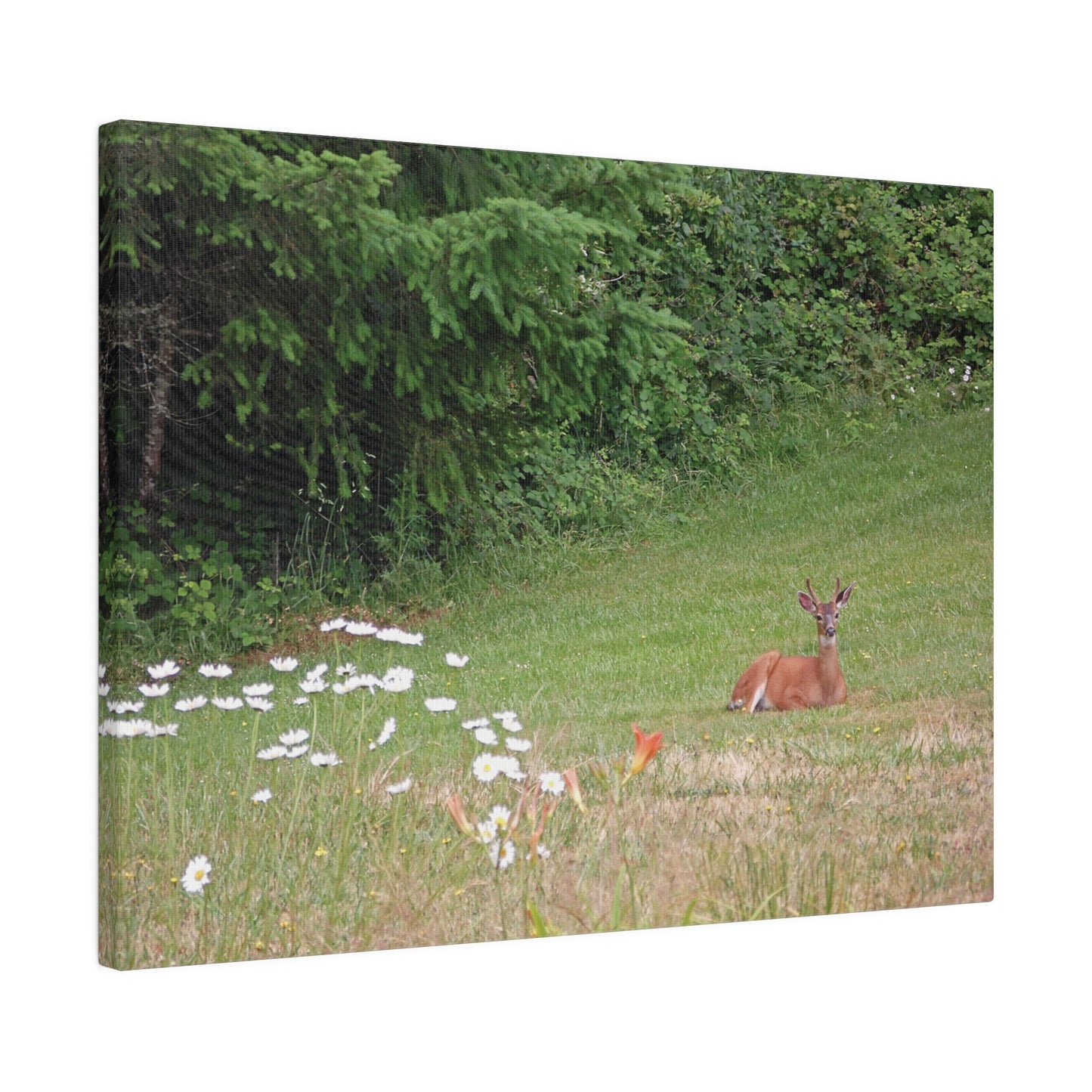 Peace In The Meadow Matte Canvas