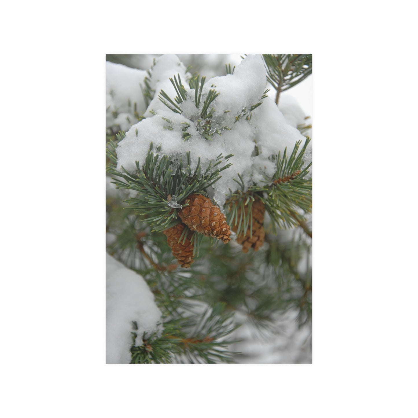 Snowy Fir Cones Satin Posters