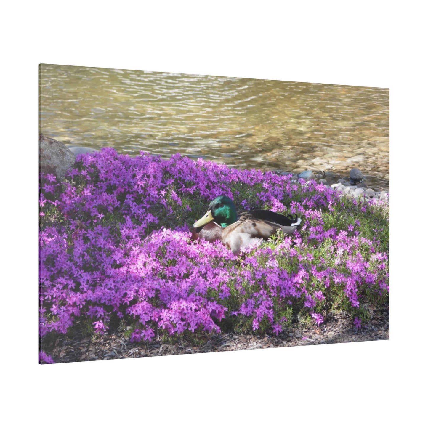 Duck Resting In Flowers Matte Canvas