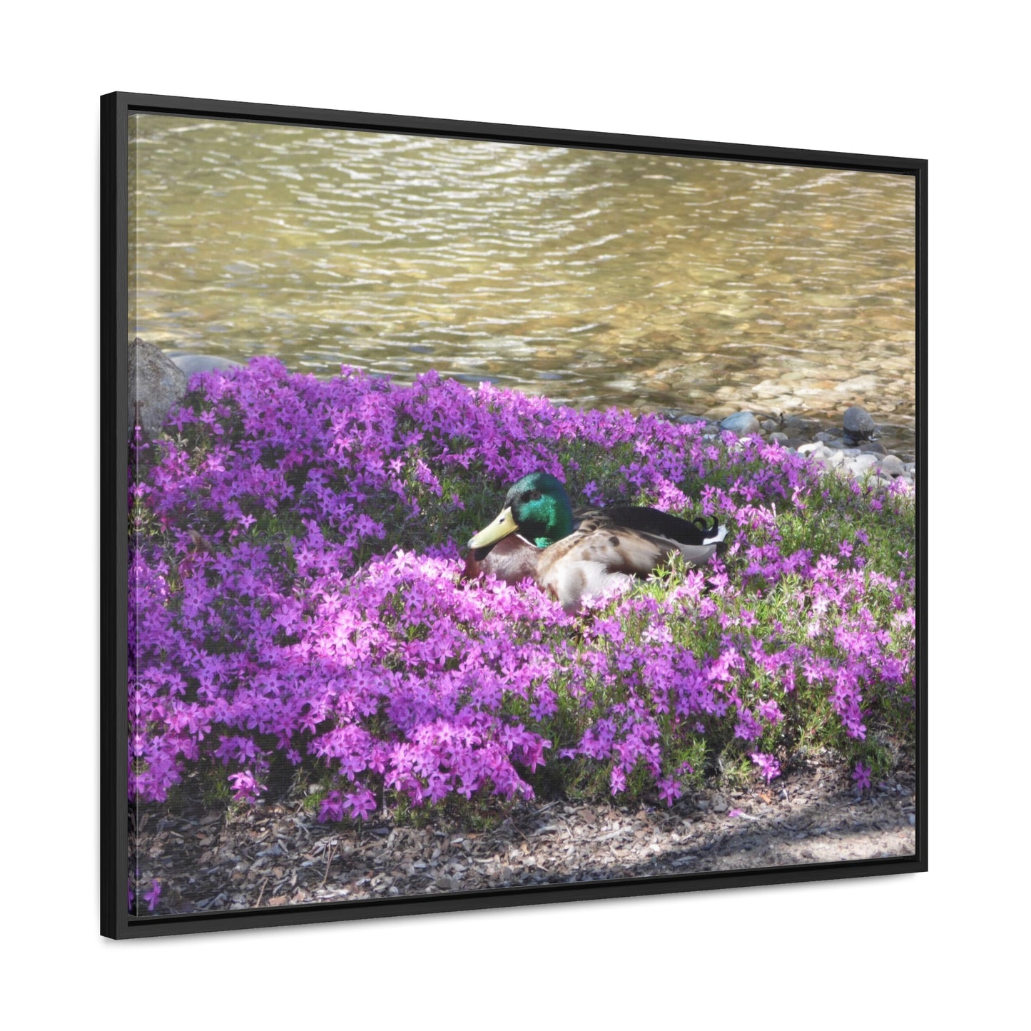 Duck Resting In Flowers Gallery Canvas Wraps Framed