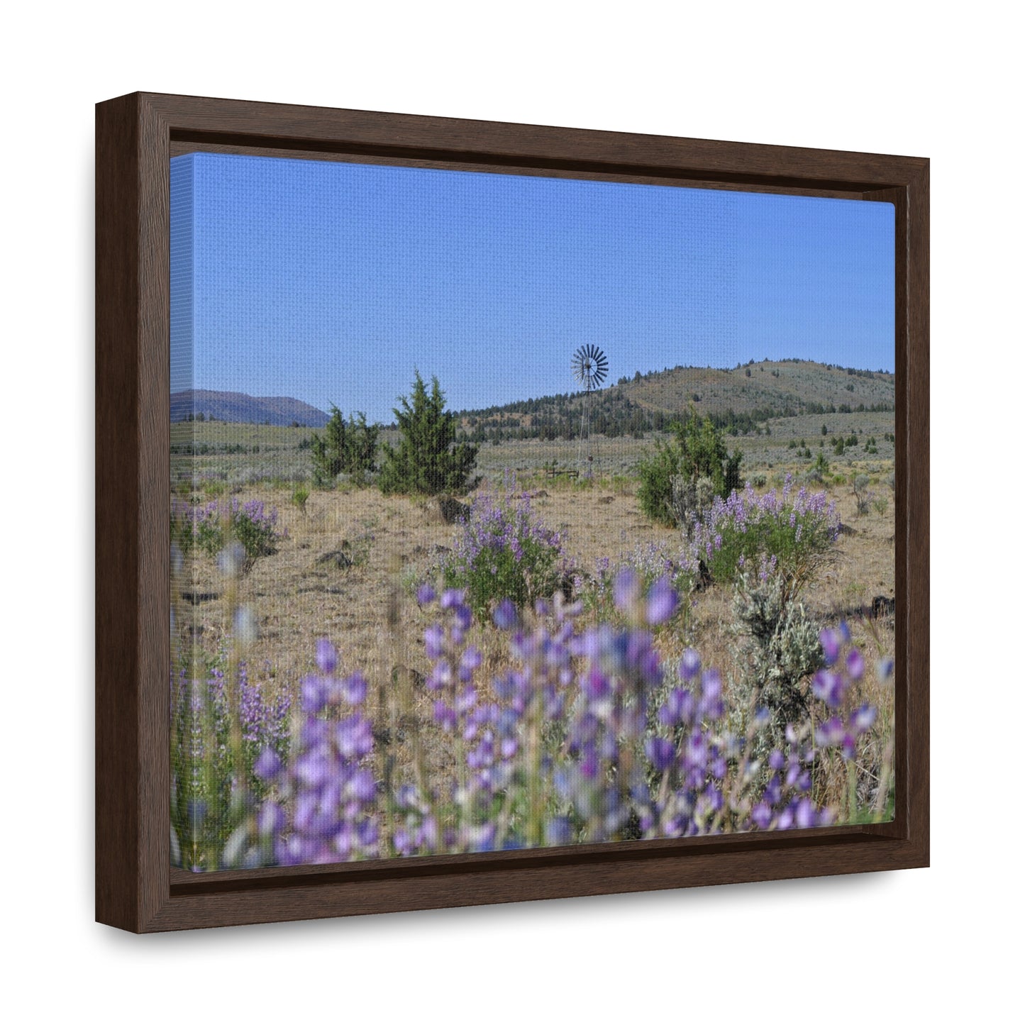 High Desert Lupine & Windmill Gallery Canvas Wraps Framed