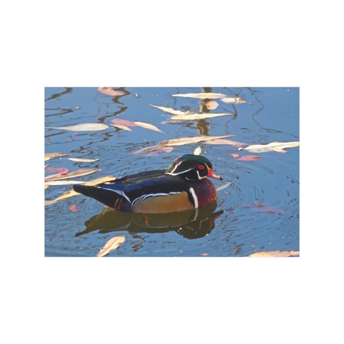 Autumn Wood Duck Satin Posters