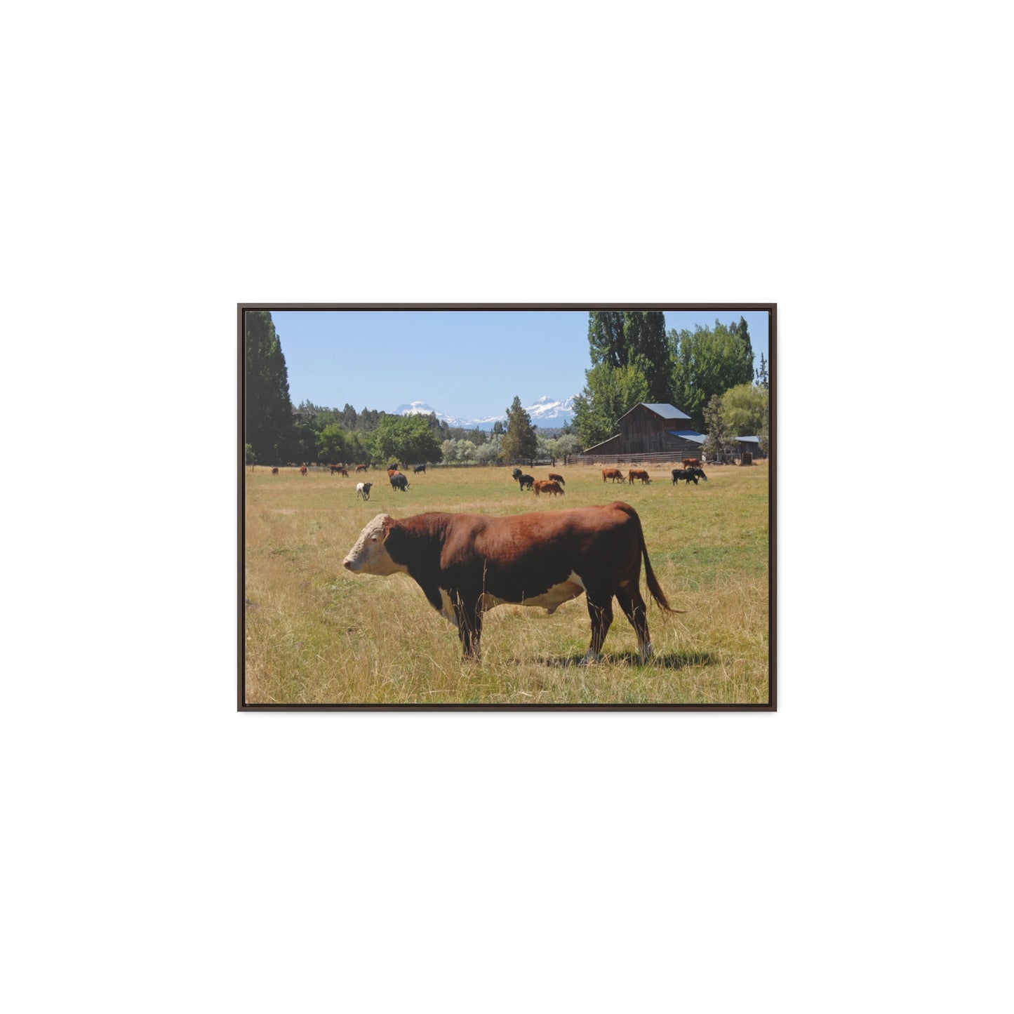 King Of The Pasture Gallery Canvas Wraps Framed