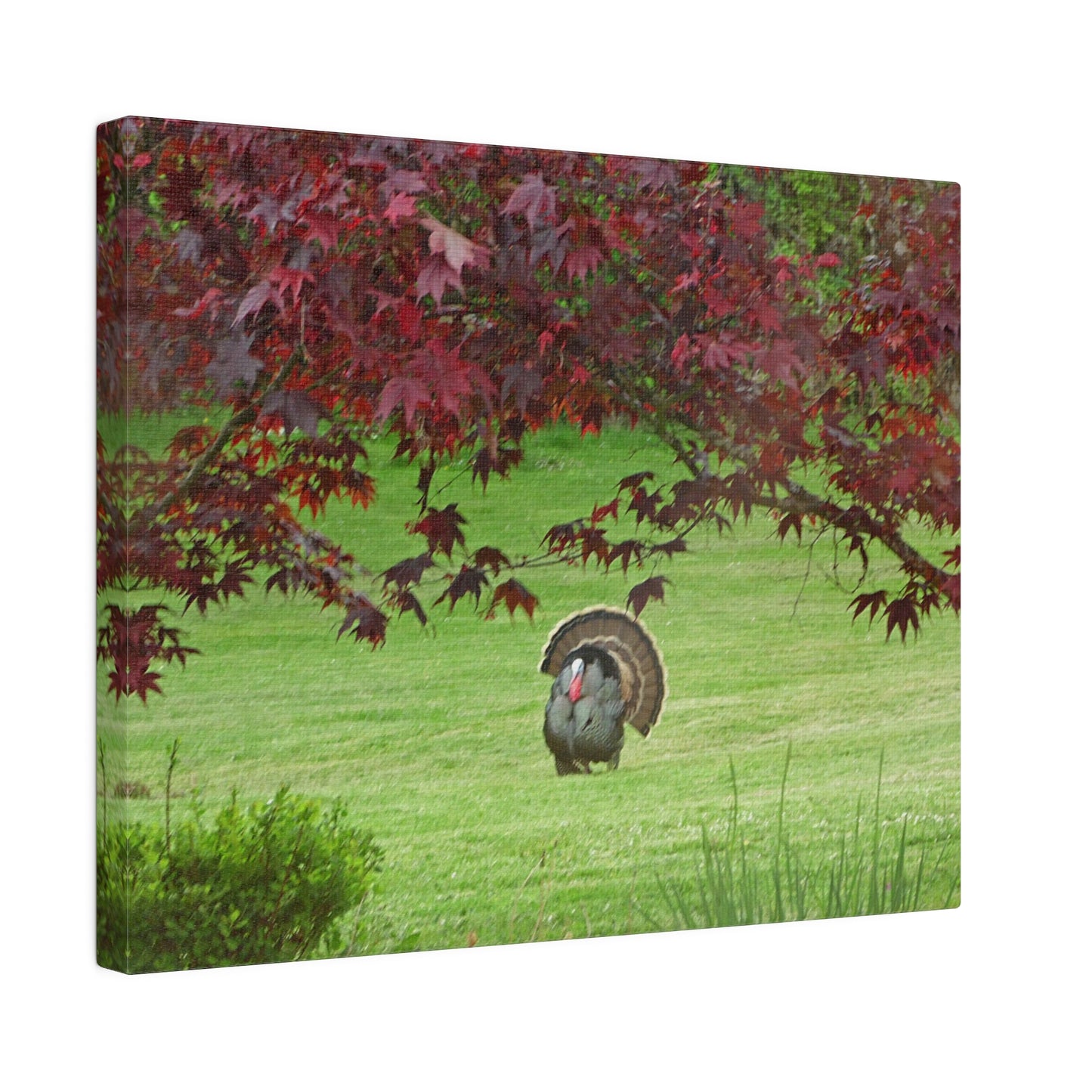 Autumn Turkey Matte Canvas