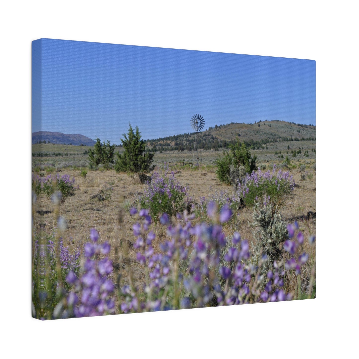 High Desert Lupine & Windmill Matte Canvas