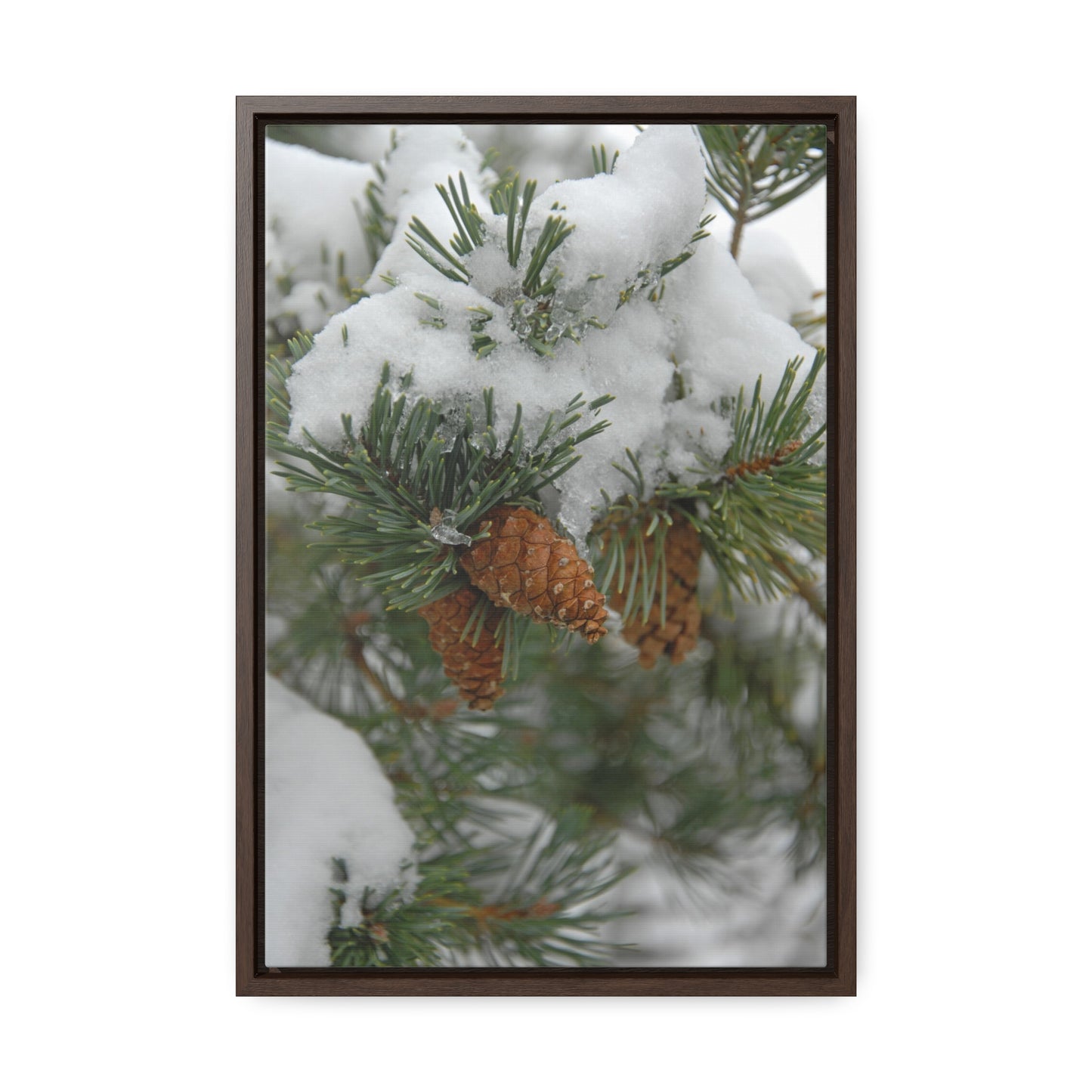 Snowy Fir Cones Gallery Canvas Wraps Framed