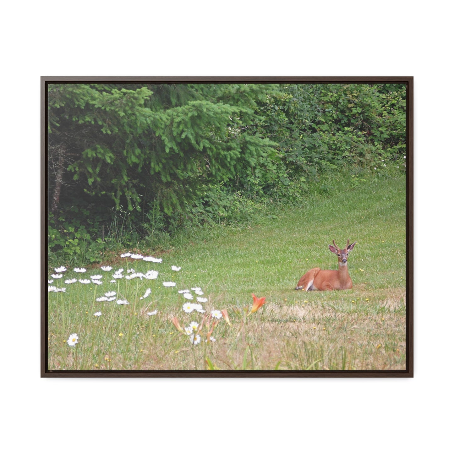 Peace In The Meadow Gallery Canvas Wraps Framed