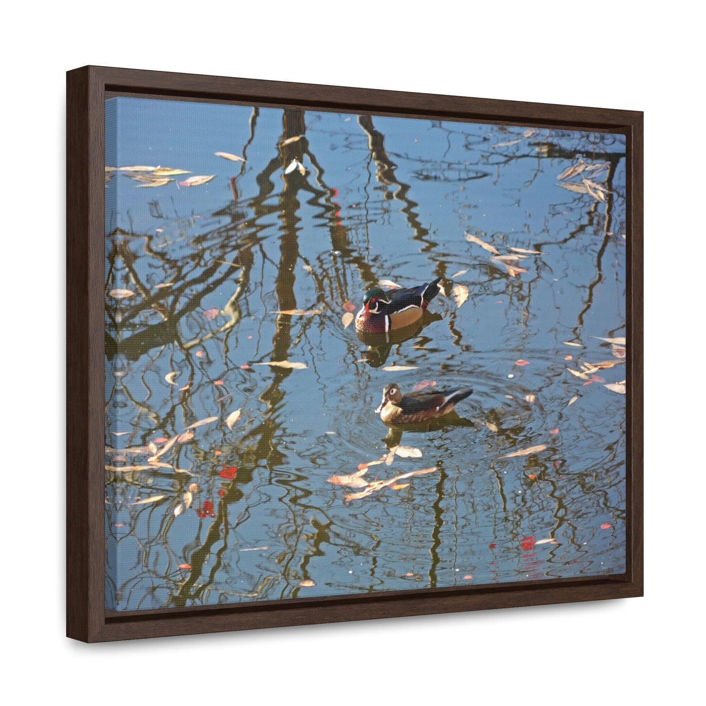 Wood Duck Couple Gallery Canvas Wraps Framed