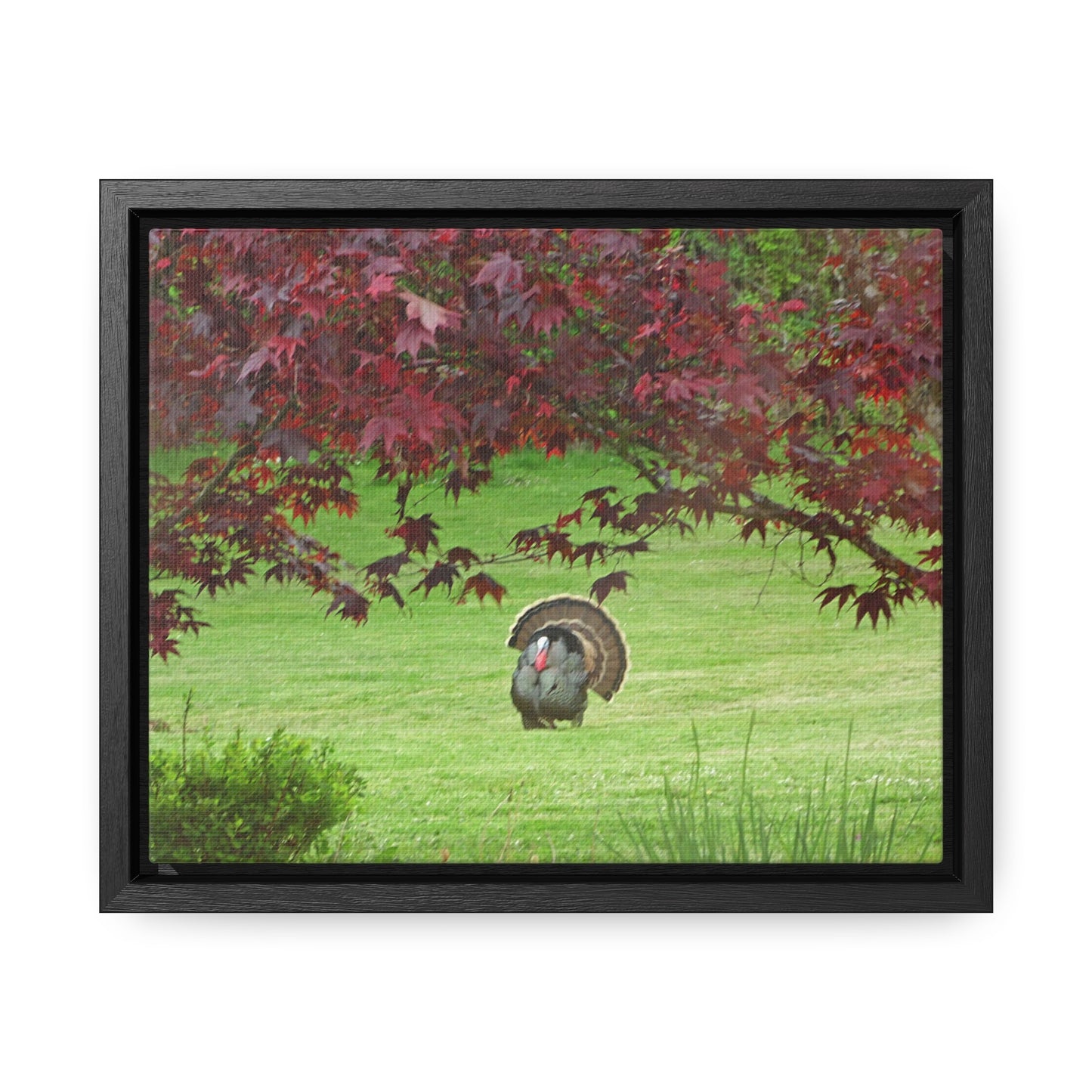 Autumn Turkey Gallery Canvas Wraps Framed