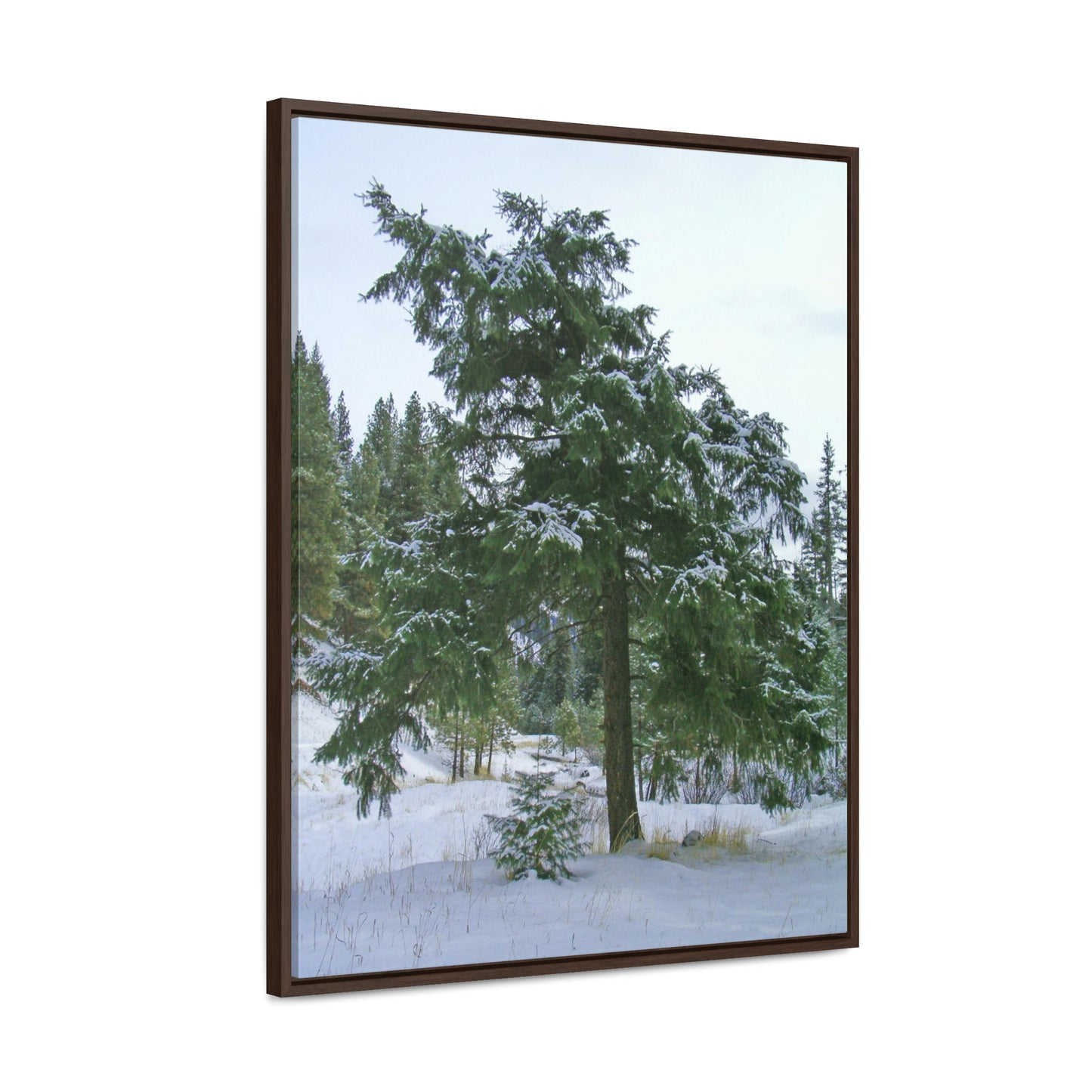 Winter Protector Gallery Canvas Wraps Framed