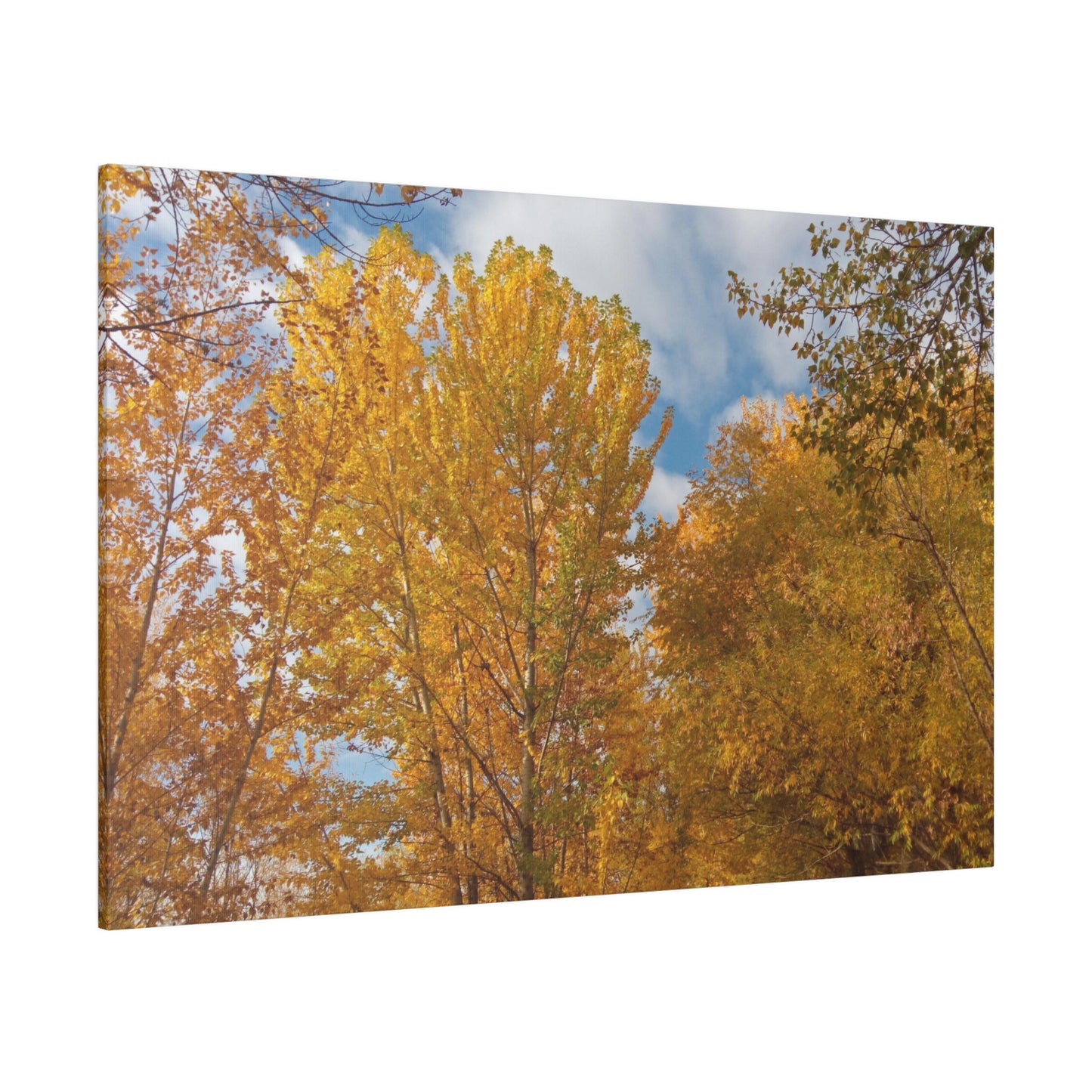 Autumn Gold Matte Canvas