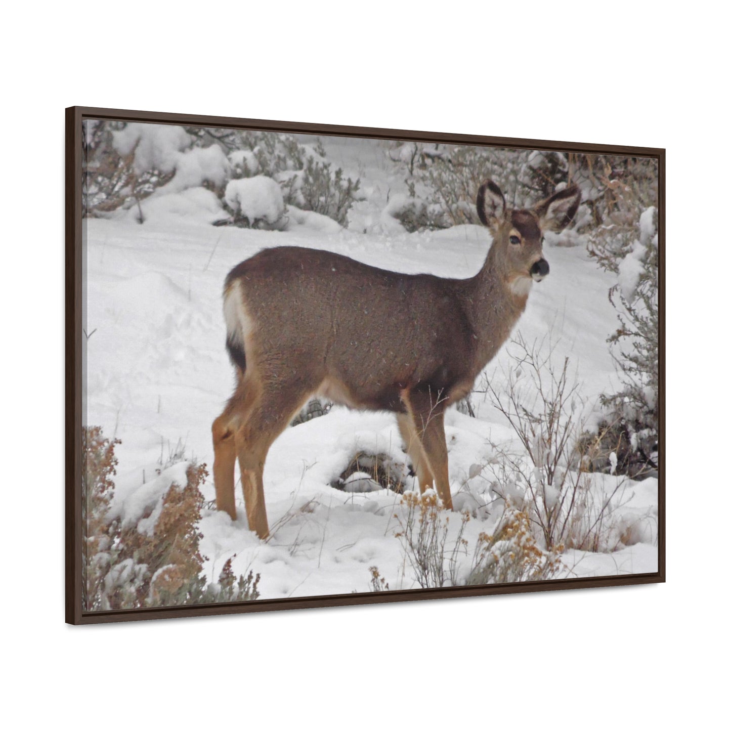 Snowy Deer Gallery Canvas Wraps Framed