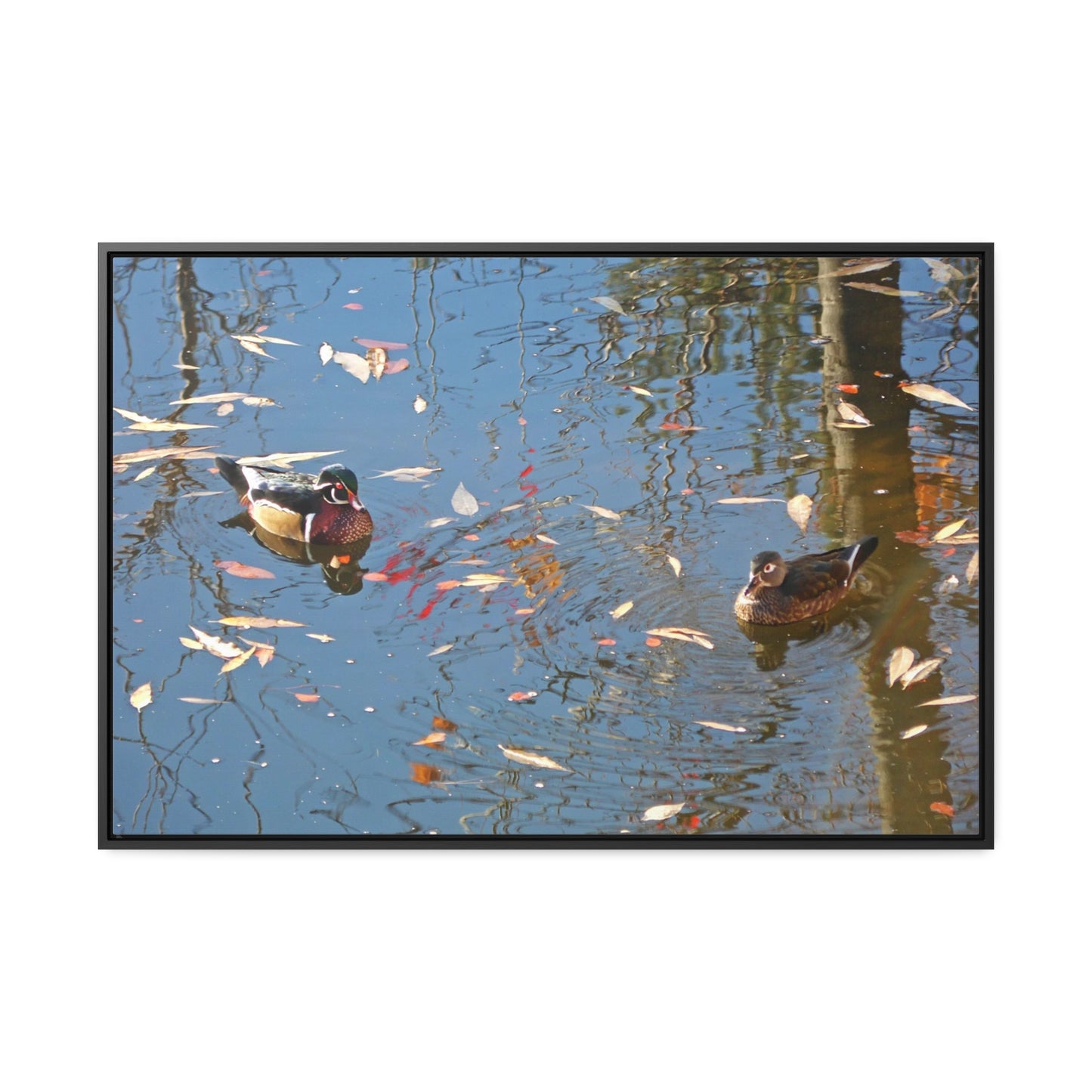 Autumn Wood Duck Couple Gallery Canvas Wraps Framed