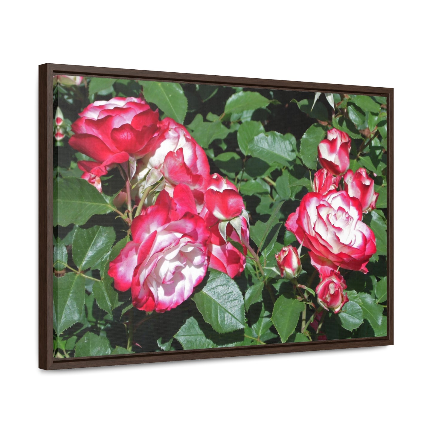 Romantic Roses Gallery Canvas Wraps Framed