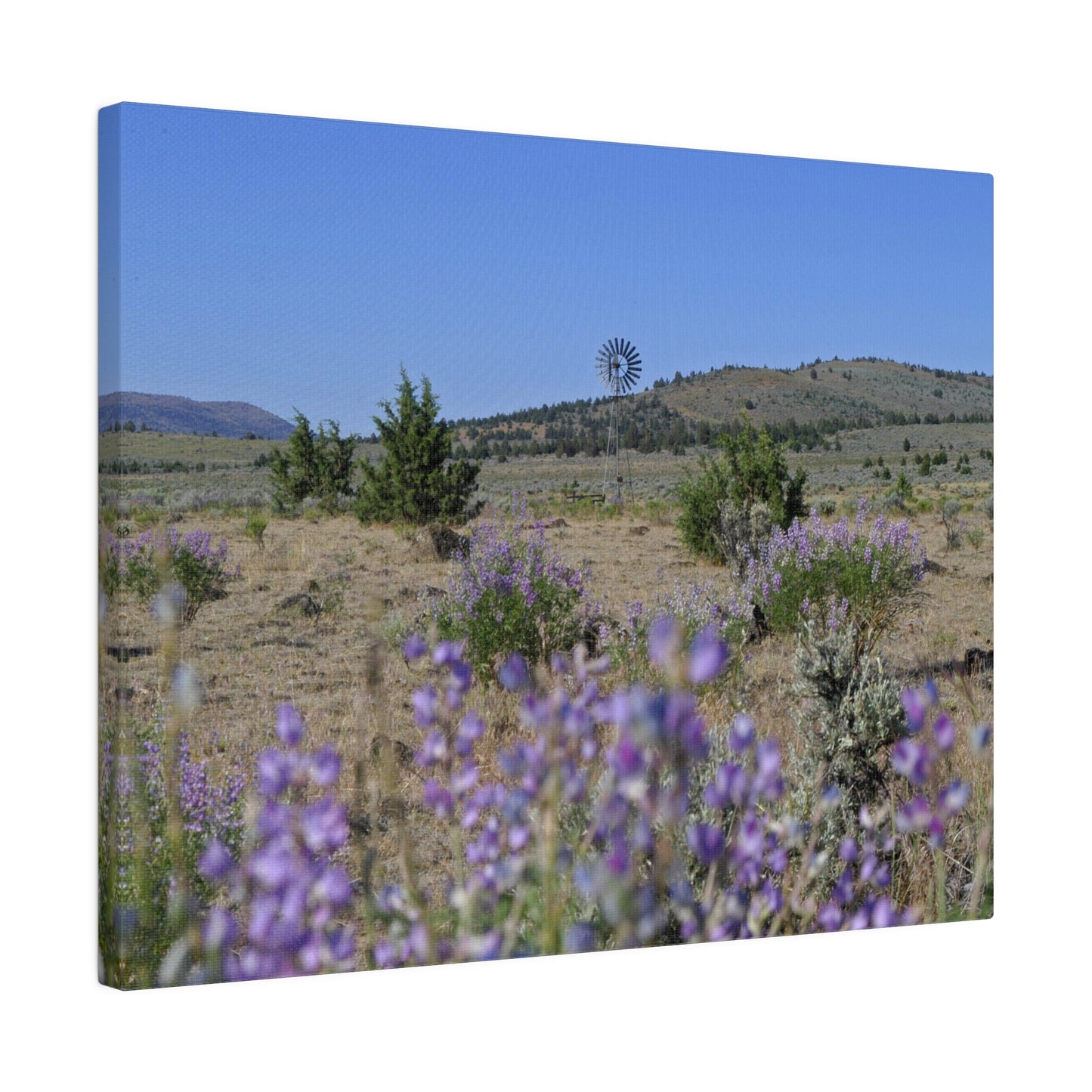 High Desert Lupine & Windmill Matte Canvas