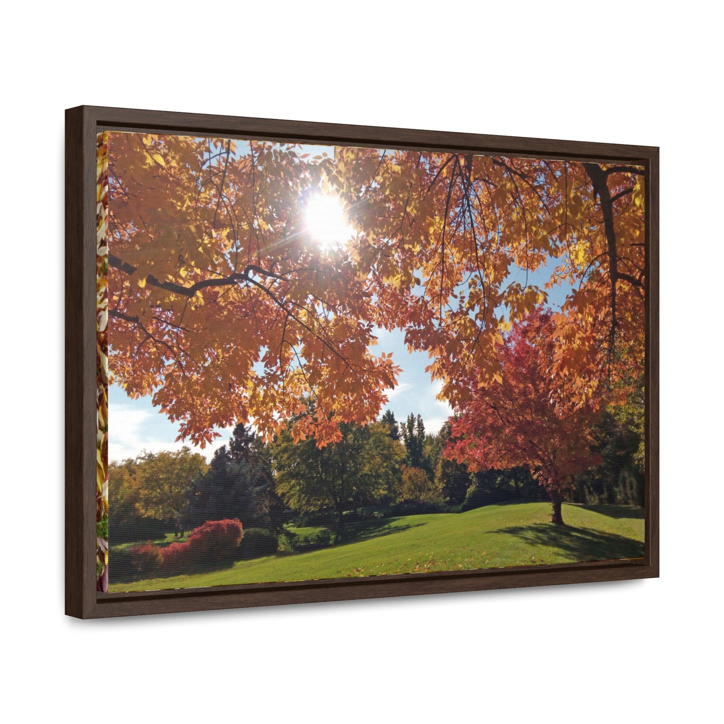 Autumn Light Gallery Canvas Wrap Framed