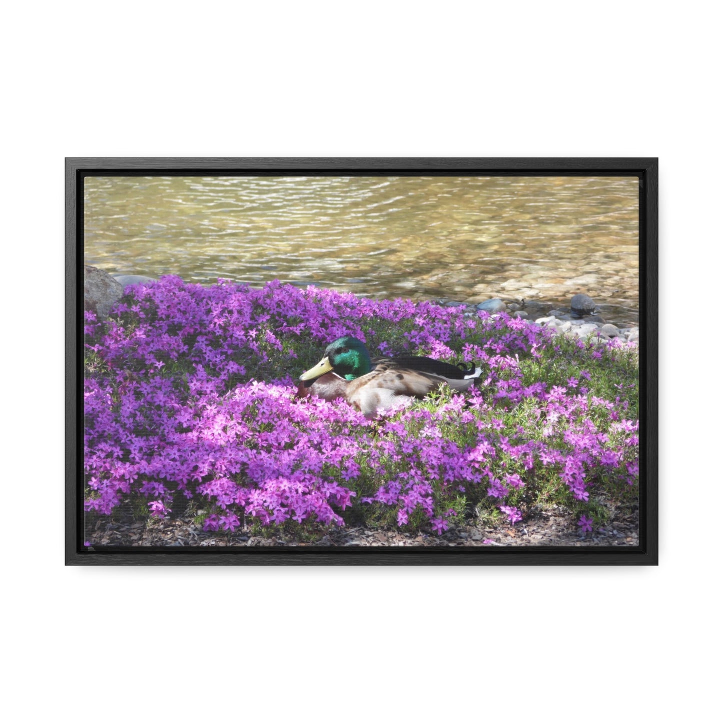 Duck Resting In Flowers Gallery Canvas Wraps Framed