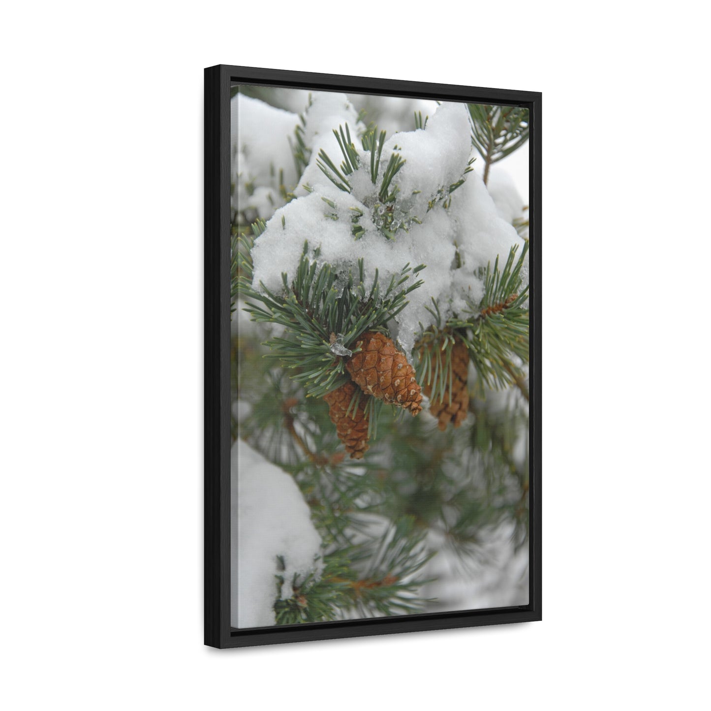 Snowy Fir Cones Gallery Canvas Wraps Framed