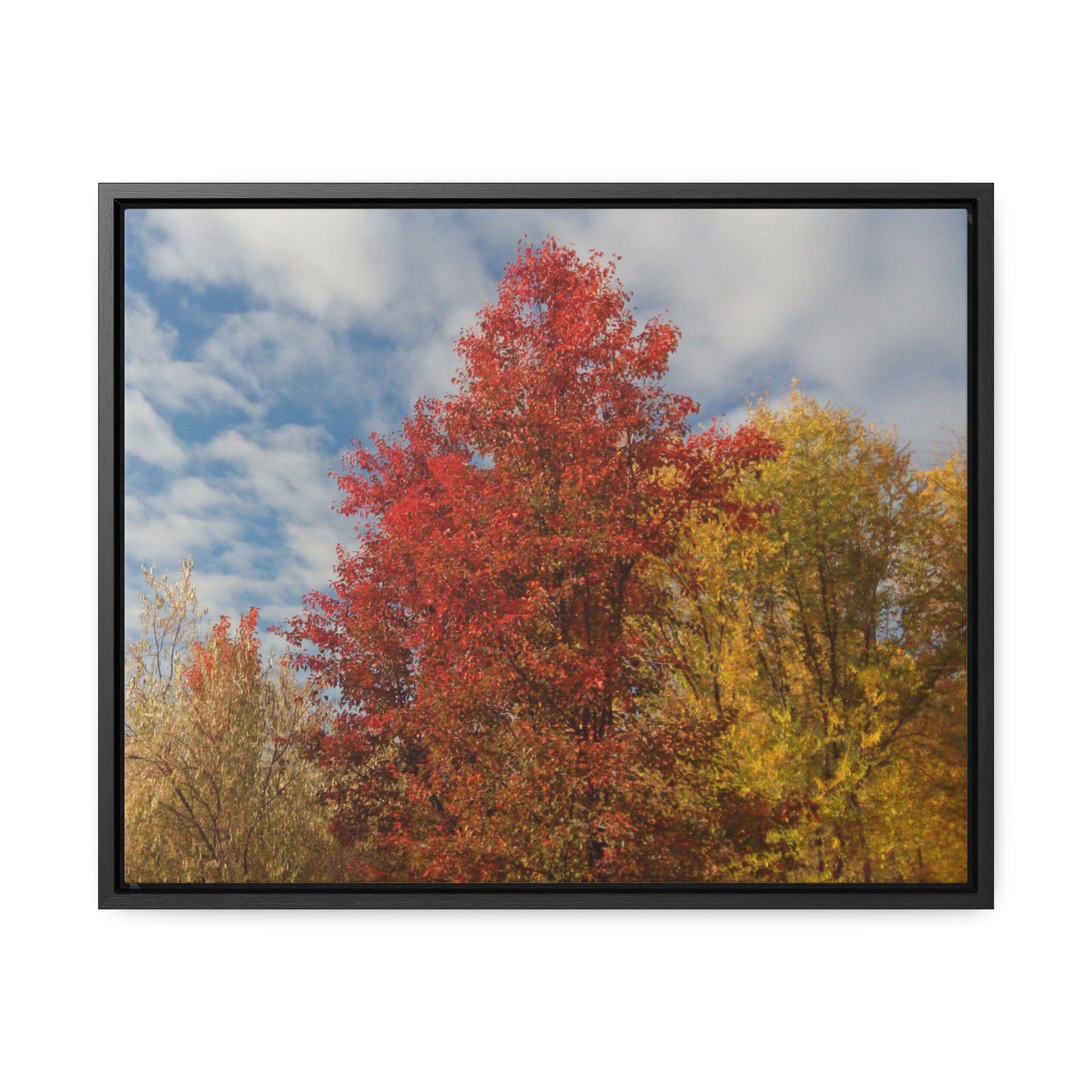 Autumn Sky Gallery Canvas Wraps Framed