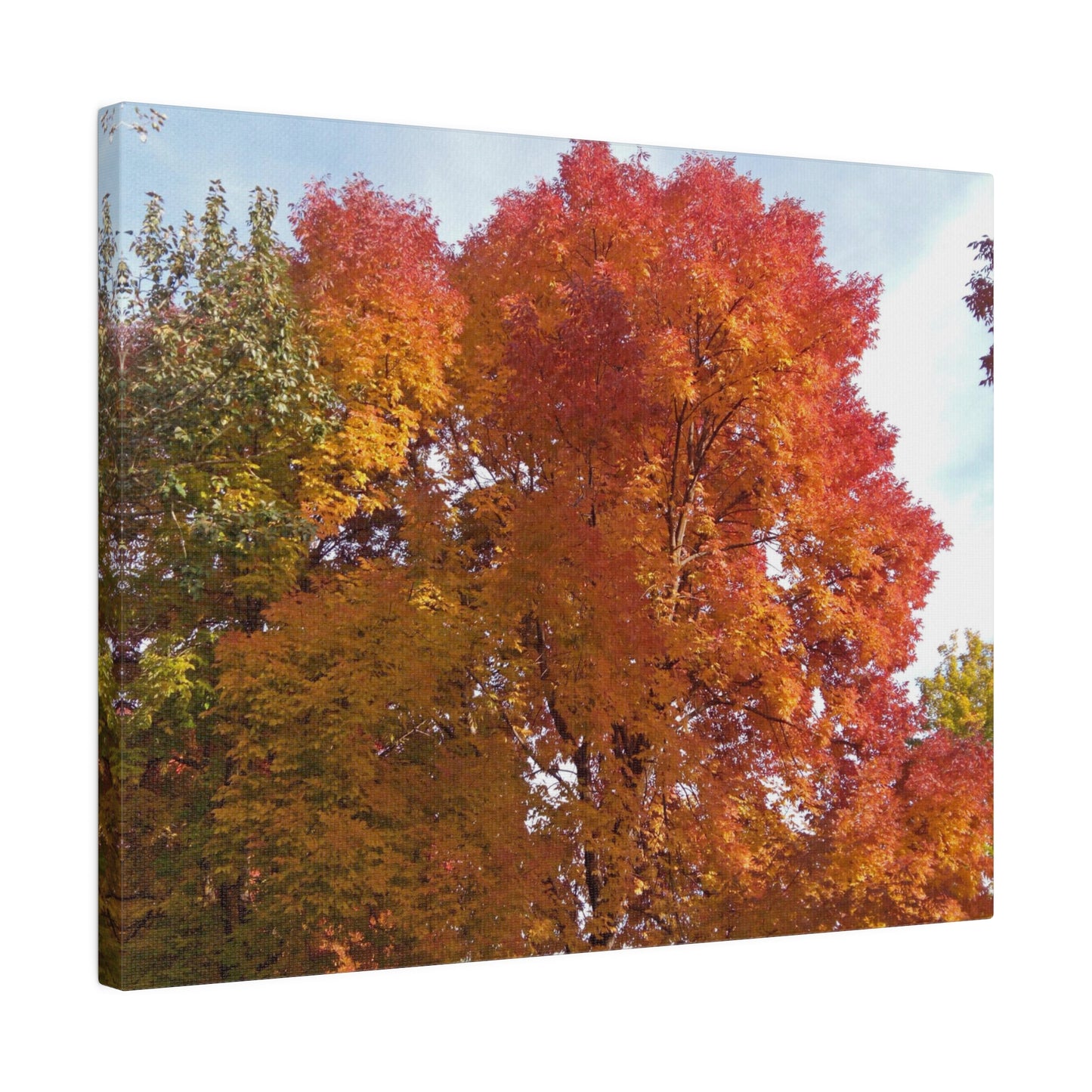 Autumn Radiance Matte Canvas