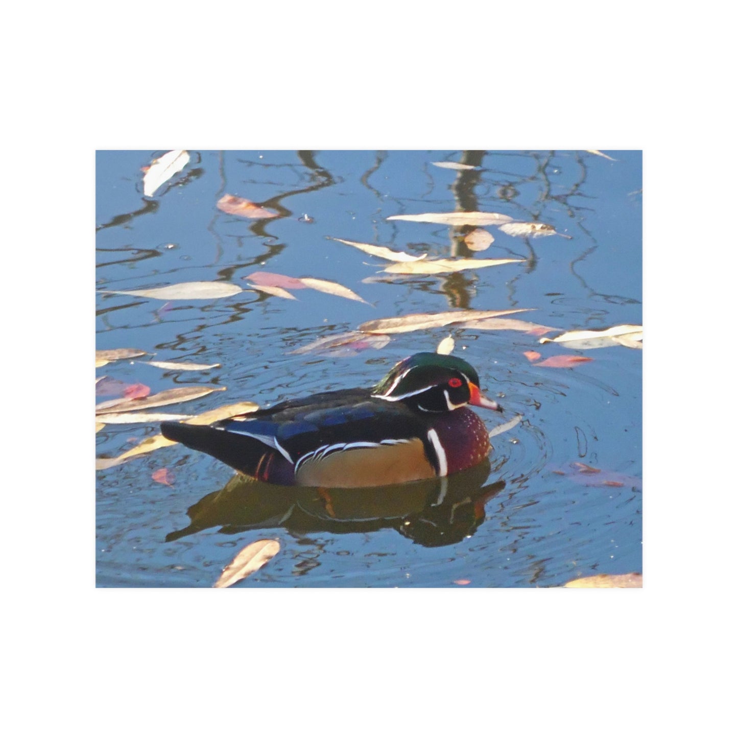 Autumn Wood Duck Satin Posters